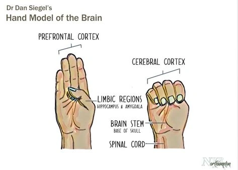 A hand demonstrating Dr. Dan Siegel's hand model of the brain to explain emotional regulation.