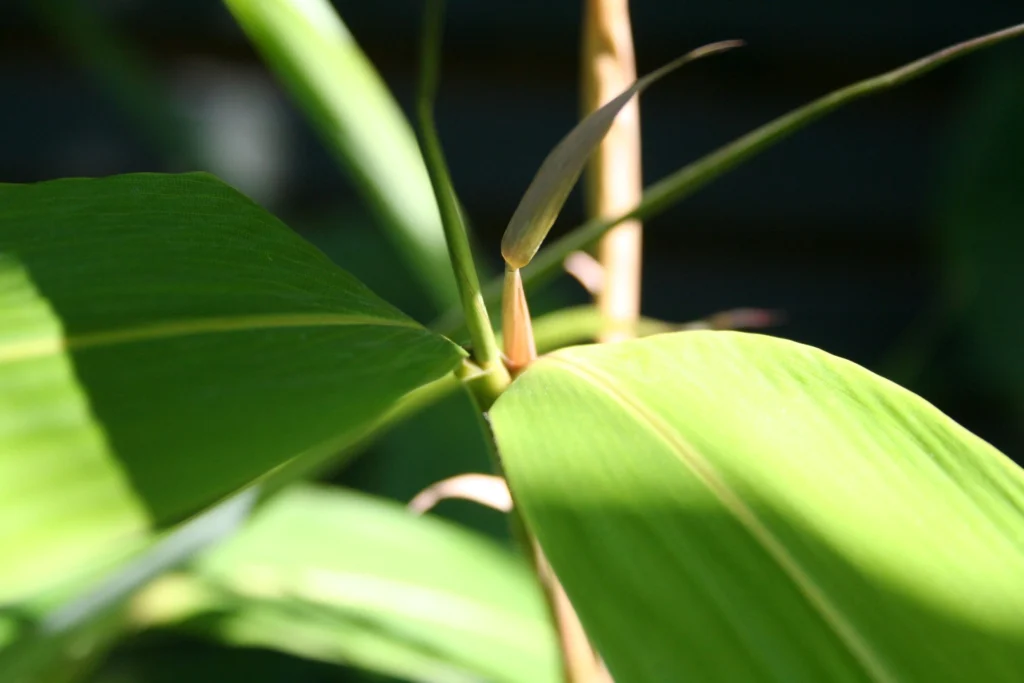 Close up detail of a green houseplant leaf, used for visual grounding techniques.