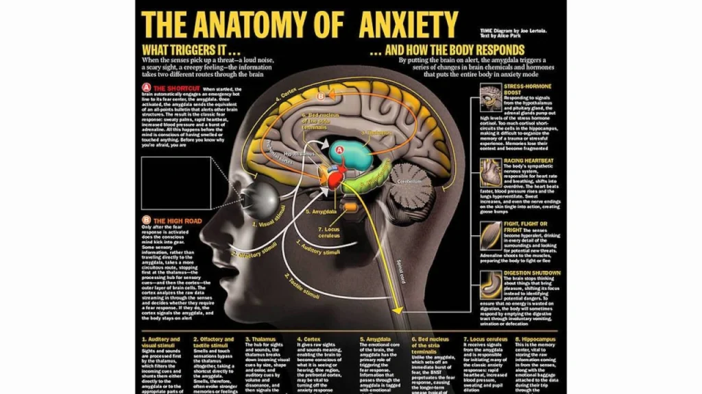 Illustration showing how hormonal changes affect the amygdala and anxiety levels in a mother's brain.