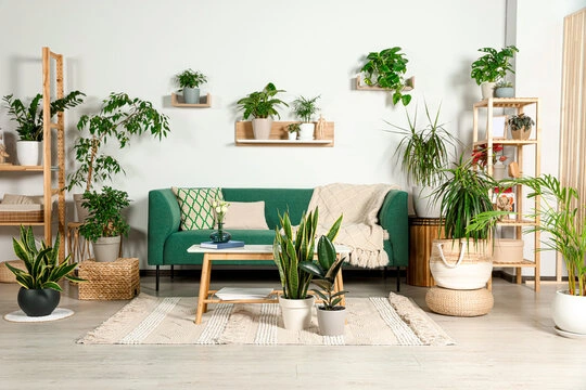 A green houseplant in a living room, symbolizing the steady presence parents should provide for teens.