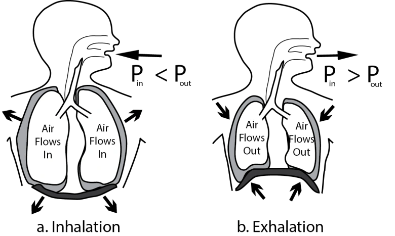 Visual guide showing the double inhale and long exhale pattern of the physiological sigh technique.