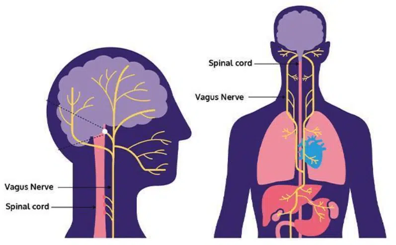 Diagram illustrating how the Vagus Nerve connects the brain to the lungs and heart to regulate stress.