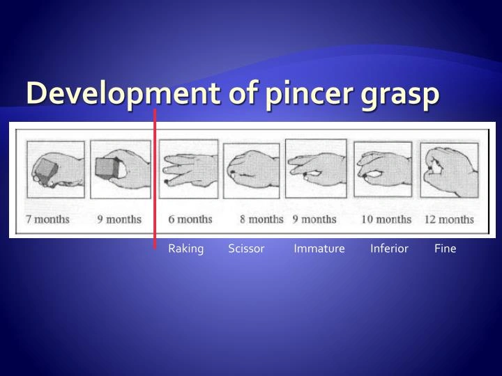 An illustration comparing the raking grasp, which uses the whole hand, to the pincer grasp, which uses the thumb and index finger.