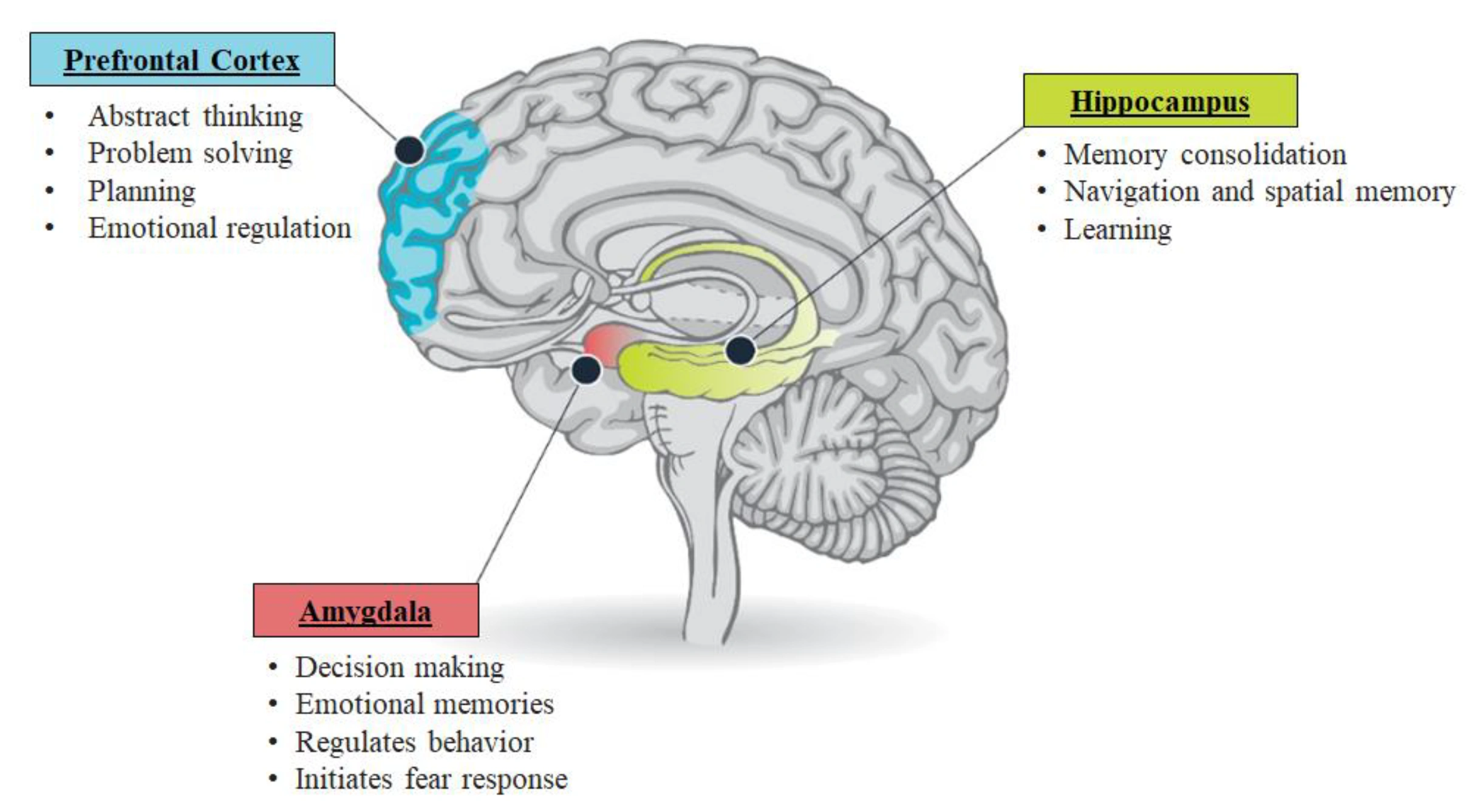 Illustrated diagram of a child's brain showing the amygdala, prefrontal cortex, and hippocampus  the key regions affected by childhood trauma